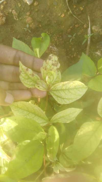 our-black-gram-crop-present-age-is-40-days-the-leaves-is-in-the-colour