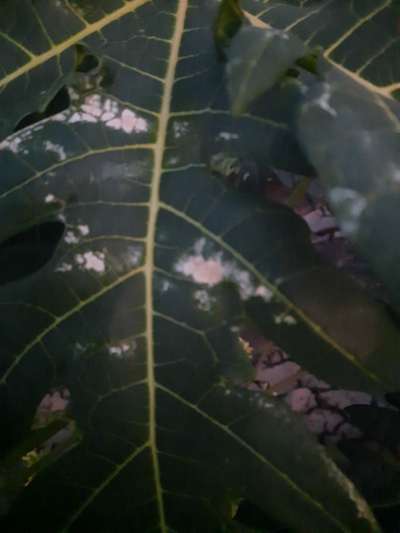 White spots generating on papaya upper leafs | Community | Plantix