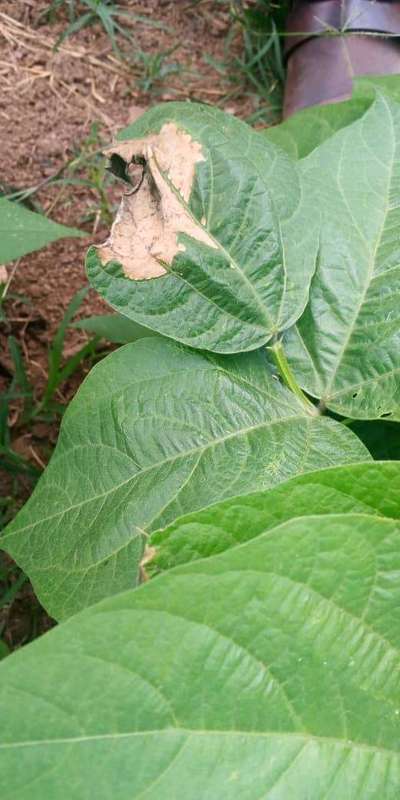 Kindly Help Me Out As My Bush Bean Is Showing This Symptoms On Some Plant Leaves This Is A Disease And Not A Deficiency Community Plantix