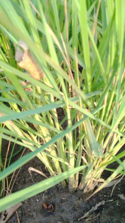 Why could be colour change in paddy agricultural | Community | Plantix