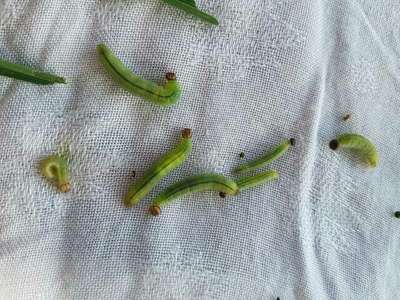 Crossed Larve of Rice leaf folder | Community | Plantix