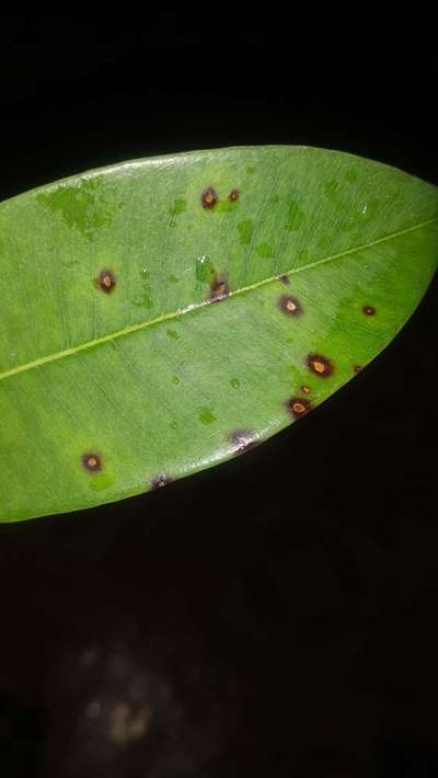 mangement for this disease of sapota | Community | Plantix
