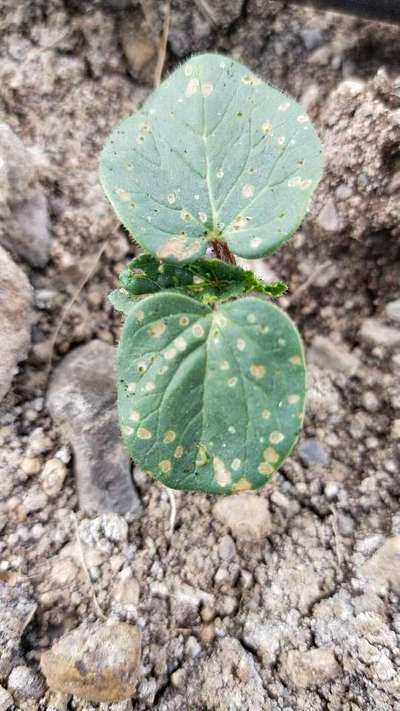 Diesese control in okra plant problems | Community | Plantix
