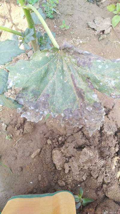 Which Disease In Okra Community Plantix