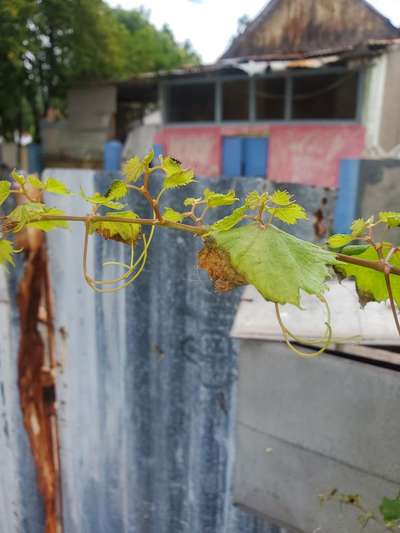 why-is-my-grape-plant-leaves-drying-up-and-look-like-the-are-burn