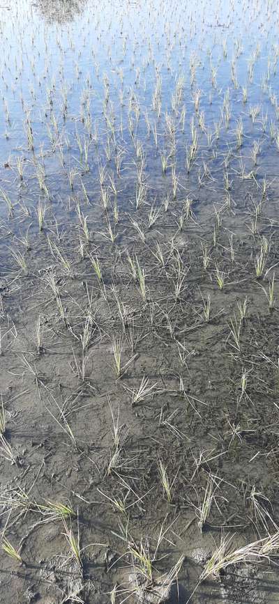 What is the problem behind it | Community | Plantix