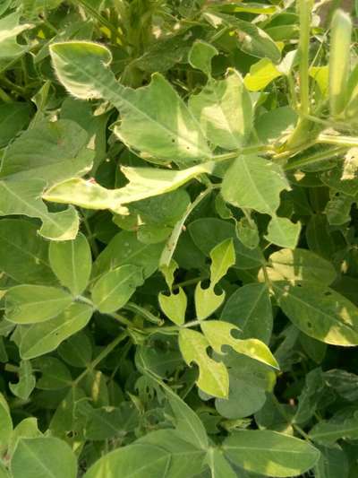 What S Wrong With My Peanut Crop After Irrigation 1 It S Color Changed To Yellowish Green And 2 Leaves Of Plant Having Holes Community Plantix