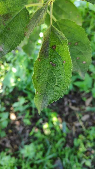 What causes these spots on apple leaves...and whats the solution for ...