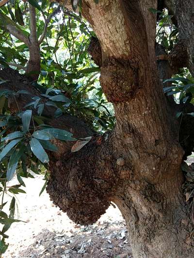 What is the reason for the cancers appearing on this mango tree ...