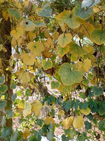 The Crop Is Ridge Gourd The Leaves Are Turning Yellow Can You Suggest Any Solution Community Plantix