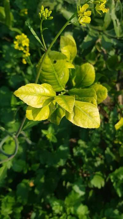 Please Let Me Know What To Use To Avoid This Pale Colour Of The Leaves Of Seedless Lemon Plants 