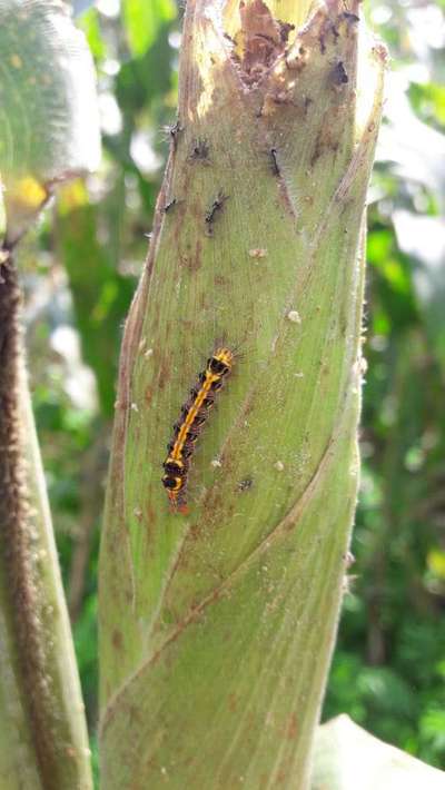 Is anyone identify this insect? | Community | Plantix