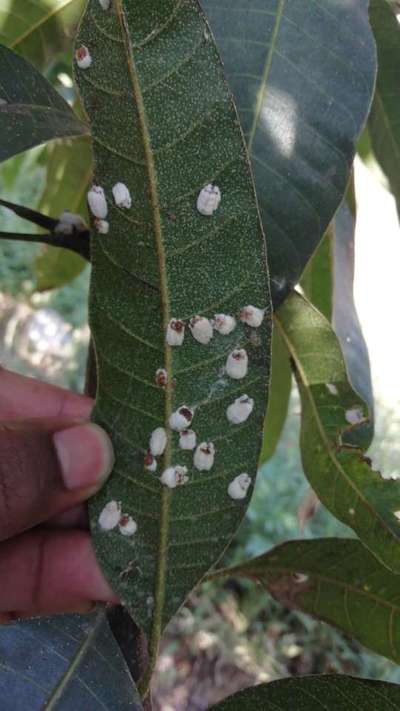 White Spots On Leaf Nad Stem Of Mango Plants 