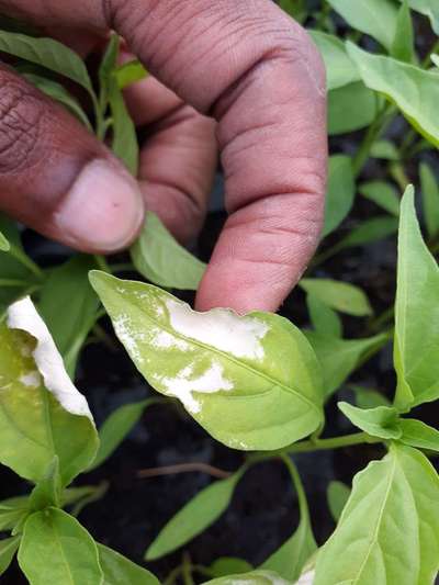 green chilli plant leaf