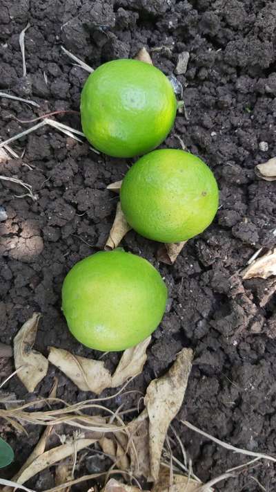 Lemon Fruit Develop Yellow Spot On Tree Community Plantix 