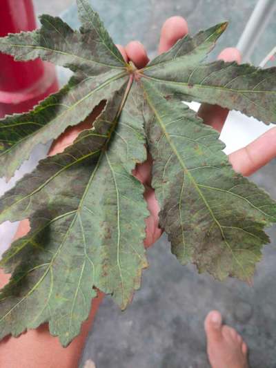 Which disease is this and treatment for this problem? | Community | Plantix