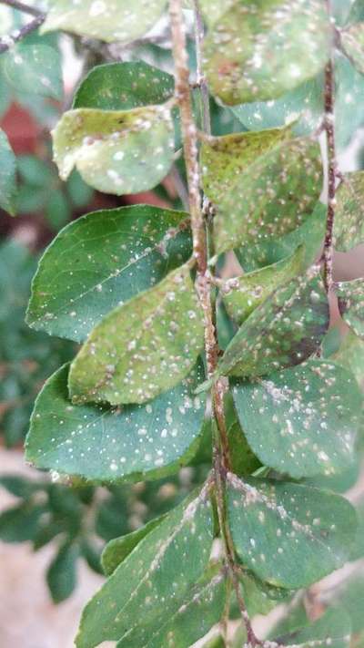 hello-what-these-spots-mean-on-curry-leaves-and-how-to-treat-them