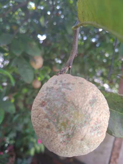 Tenho um pé de limão rosa e os limão ficarão cinzento oqe devo fazer ...