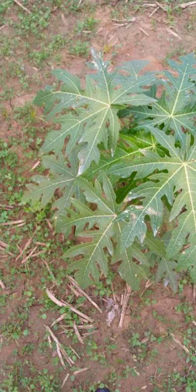 Spots on papaya leaves | Community | Plantix